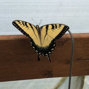 Meet your Posher, Estsfany